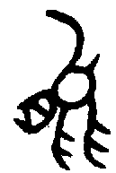 甲骨文金文篆体象形字的字形演变